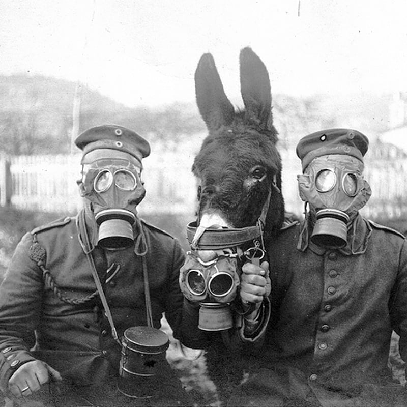 Exposition « Les animaux dans la grande guerre » Exposition « Les animaux dans la grande guerre »
