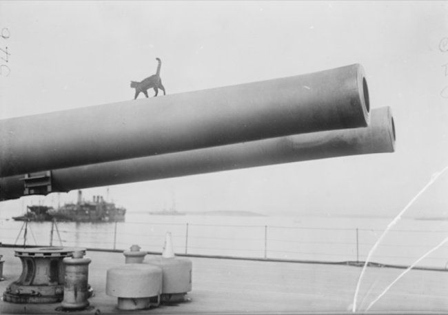 04 animaux guerre mondiale 14 18 header