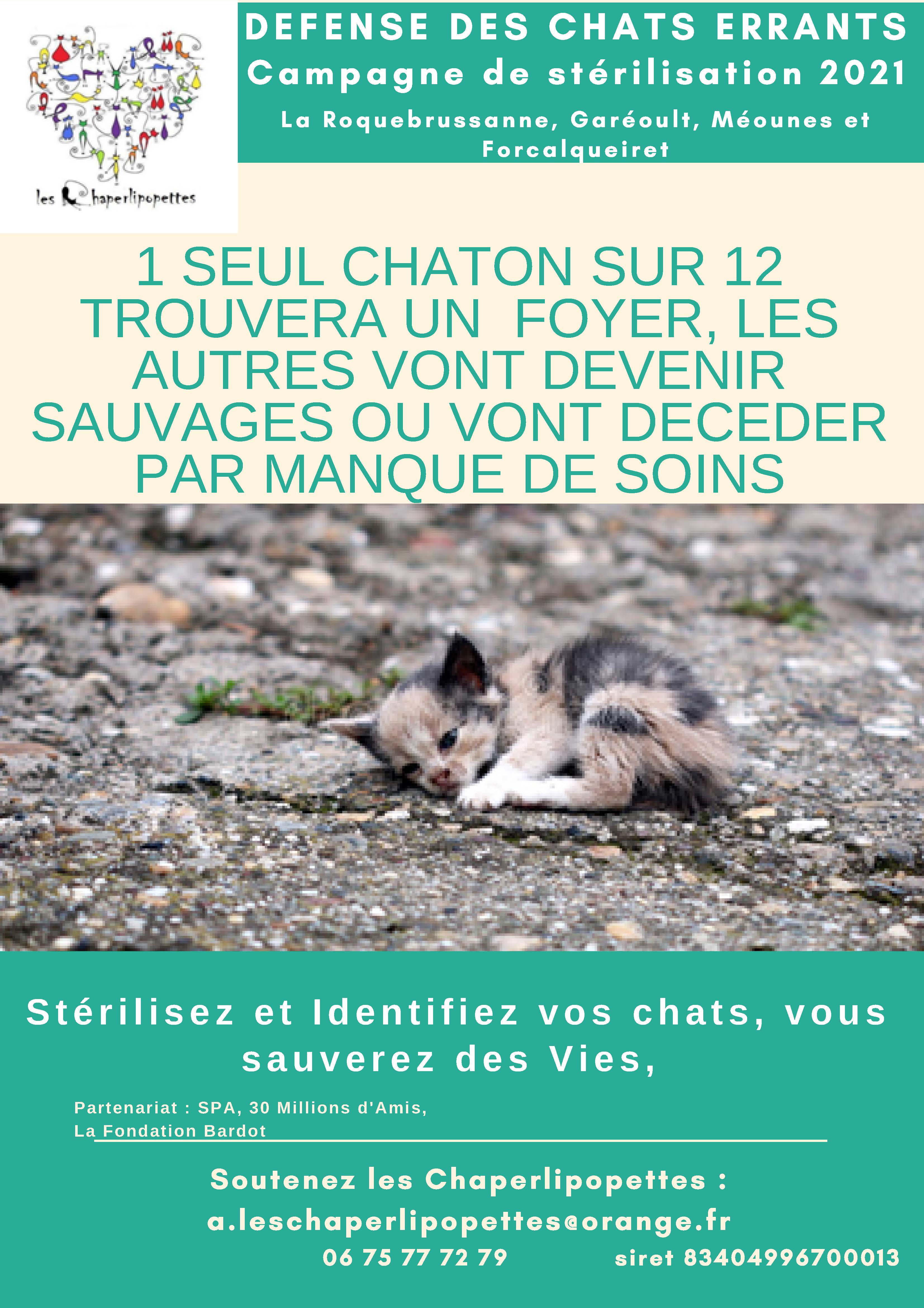 DEFENSE DES CHATS ERRANTS Campagne daffichage 2021 1 seul chaton sur 12 trouvera un Foyer les autres vont devenir sauvages ou vont décéder par manque de soins. 2