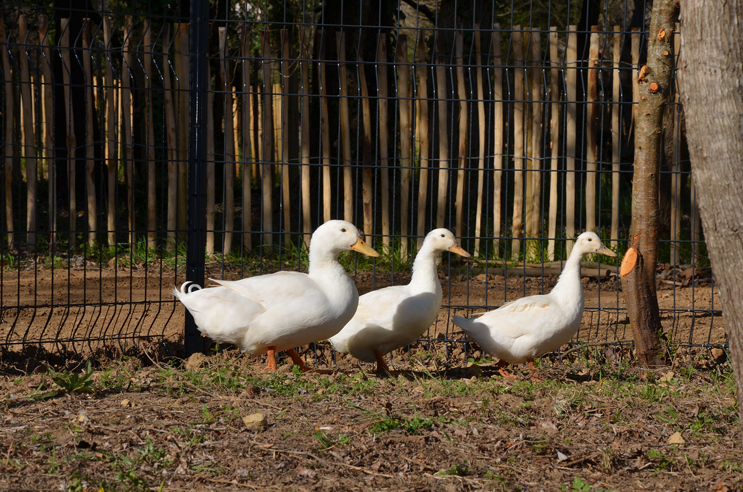 Arrivée de la basse cour Parc du Vivier 4