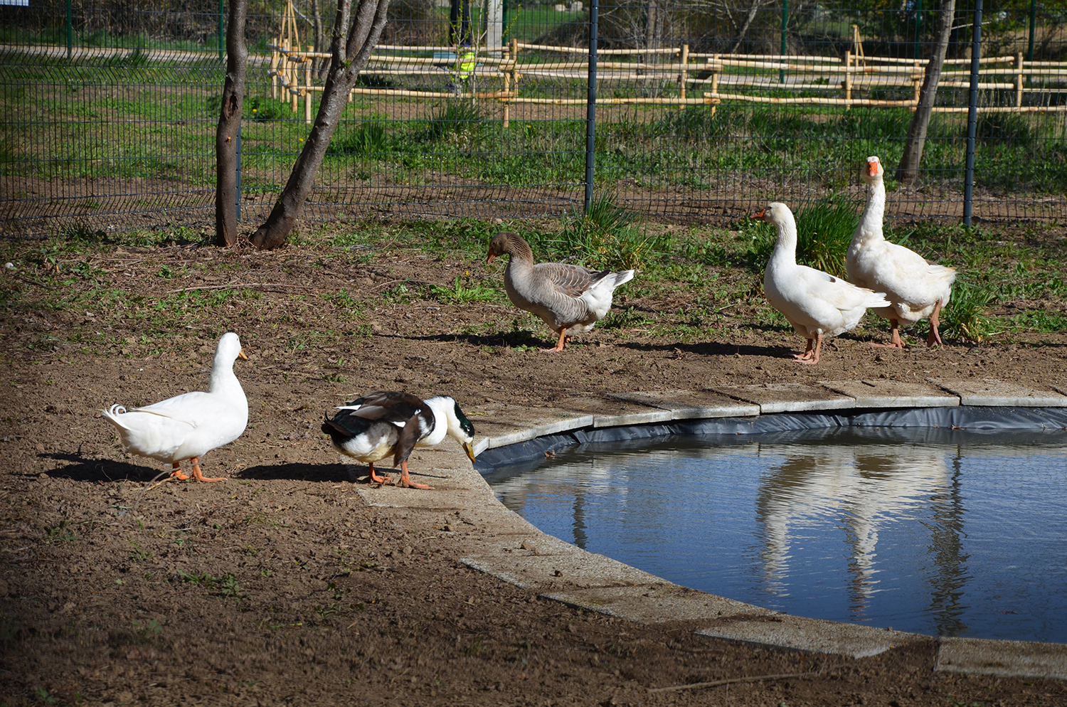 Arrivée de la basse cour Parc du Vivier 7 